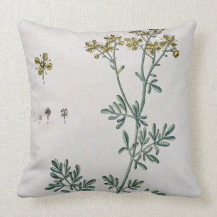 Rue, plate 7 from 'A Curious Herbal', published 17 Cushion