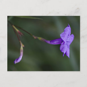 Ruellia simplex, the Mexican petunia closeup Postcard