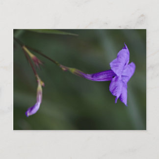 Ruellia simplex, the Mexican petunia closeup Postcard