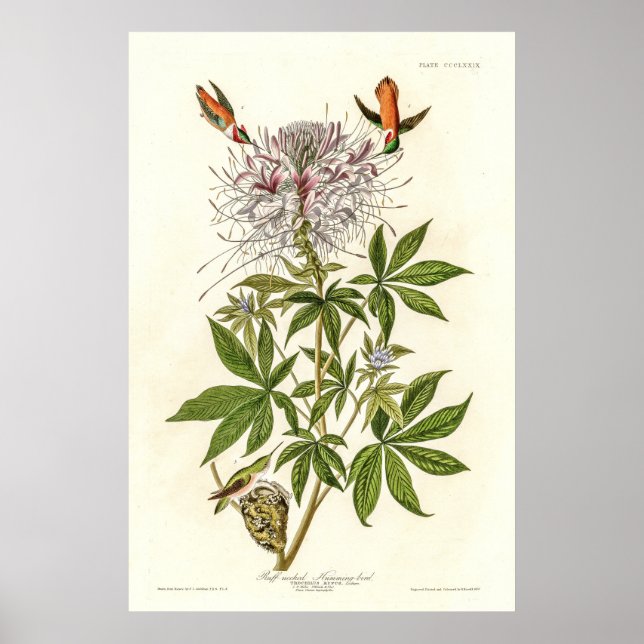 Ruff-necked Hummingbird Poster (Front)