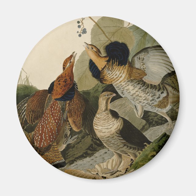 Ruffed Grouse Audubon Game Bird Magnet (Front)