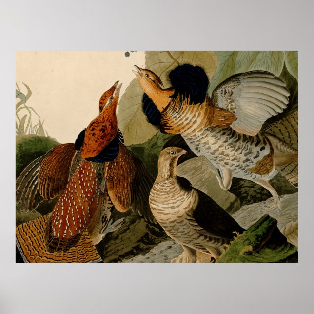 Ruffed Grouse Audubon Game Bird Poster (Front)