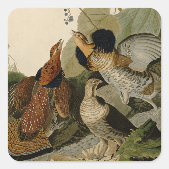 Ruffed Grouse Audubon Game Bird Square Sticker (Front)