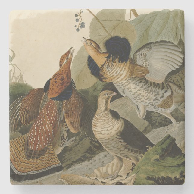 Ruffed Grouse Audubon Game Bird Stone Coaster (Front)