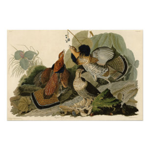 Ruffed Grouse - from Audubon's Birds of America Photo Print