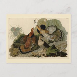 Ruffed Grouse - from Audubon's Birds of America Postcard
