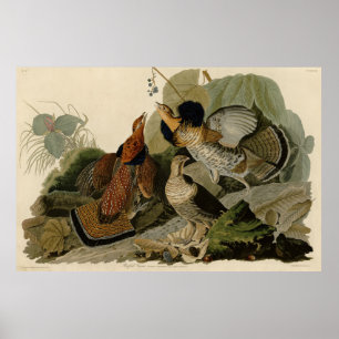 Ruffed Grouse - from Audubon's Birds of America Poster