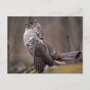Ruffed Grouse Postcard