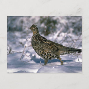 Ruffed grouse standing in snowy woods postcard