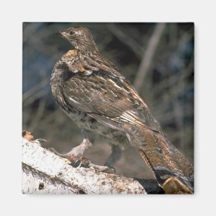 Ruffed grouse standing on a birch log magnet