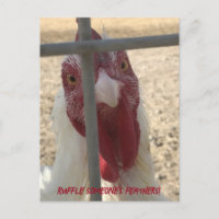 Ruffle Someone's Feathers Chicken Card