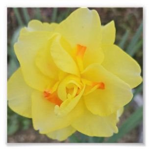 Ruffled Daffodil Photo Print