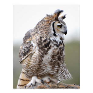Ruffled Feather Great Horned Owl Photo