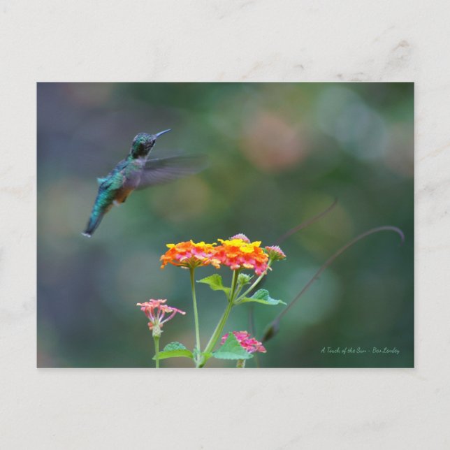 Ruffled Feathers ~ Hummingbird flying Postcard (Front)