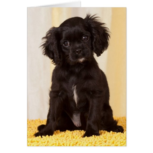 RUFFLES A BLACK CAVALIER KING CHARLES SPANIEL (Front)