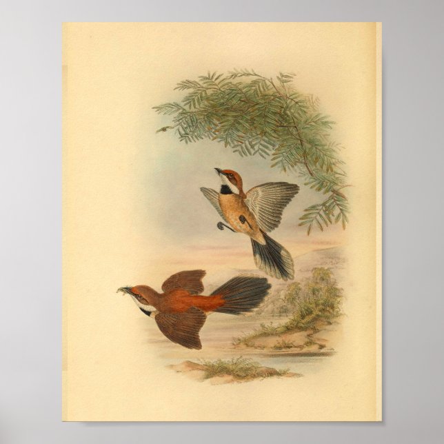 Rufous Fantail Red Flycatcher Bird Vintage Print (Front)