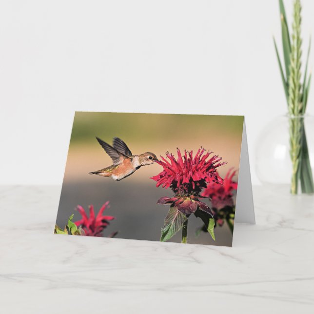 Rufous Hummingbird Card (Front)