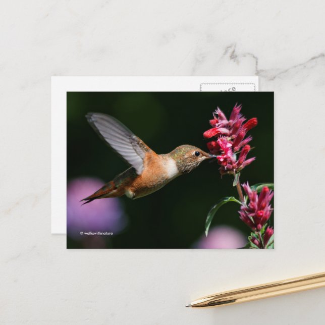 Rufous Hummingbird Drinking Anise Hyssop Nectar Postcard (Front/Back In Situ)