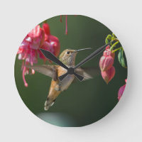 Rufous Hummingbird feeding on a Fuchsia