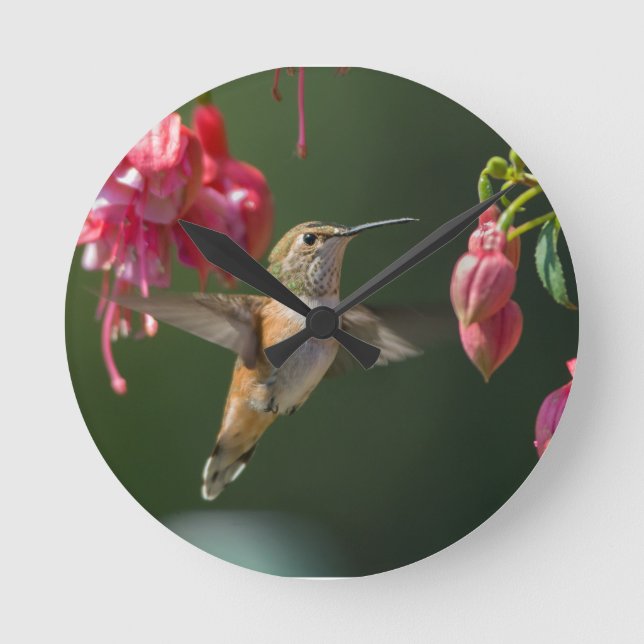 Rufous Hummingbird feeding on a Fuchsia Round Clock (Front)