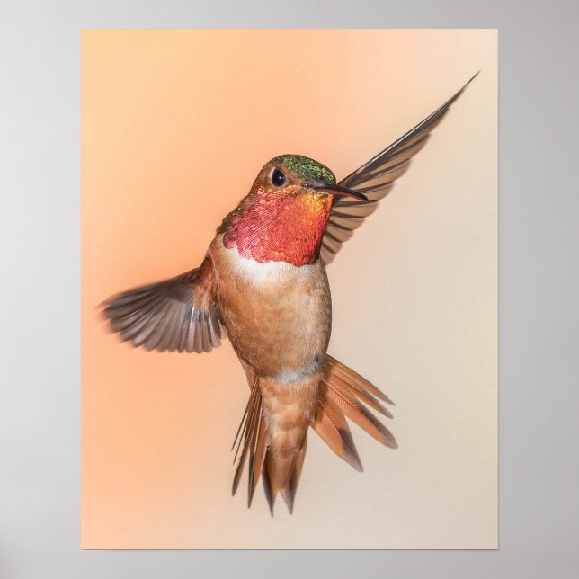 Rufous Hummingbird in a Beautiful Pose Poster (Front)