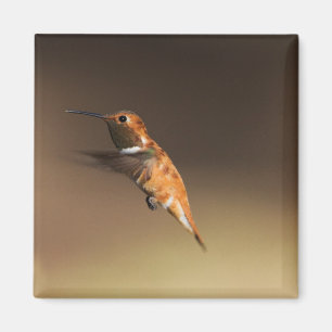 Rufous Hummingbird in flight Magnet