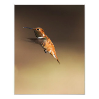Rufous Hummingbird in flight Photo Print