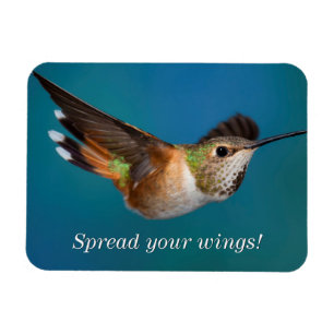 Rufous Hummingbird Magnet