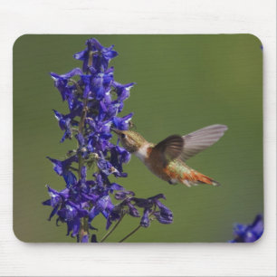 Rufous Hummingbird Mouse Pad
