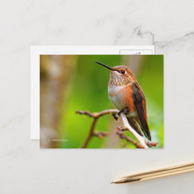 Rufous Hummingbird on Plum Tree Postcard (Front/Back In Situ)