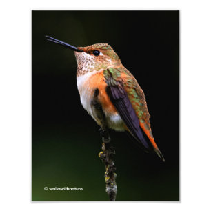 Rufous Hummingbird on the Hybrid Fruit Tree Photo Print