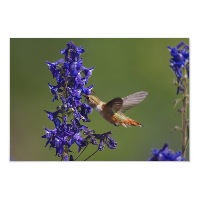Rufous Hummingbird Photo Print (Front)
