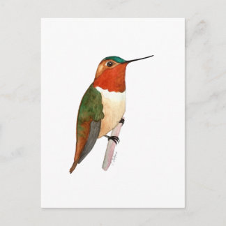 Rufous Hummingbird Postcard