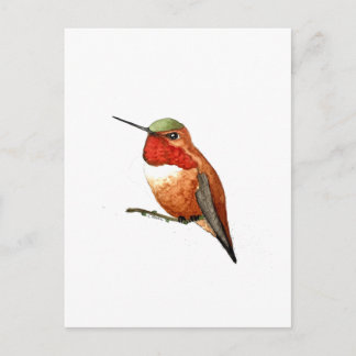 Rufous Hummingbird Postcard