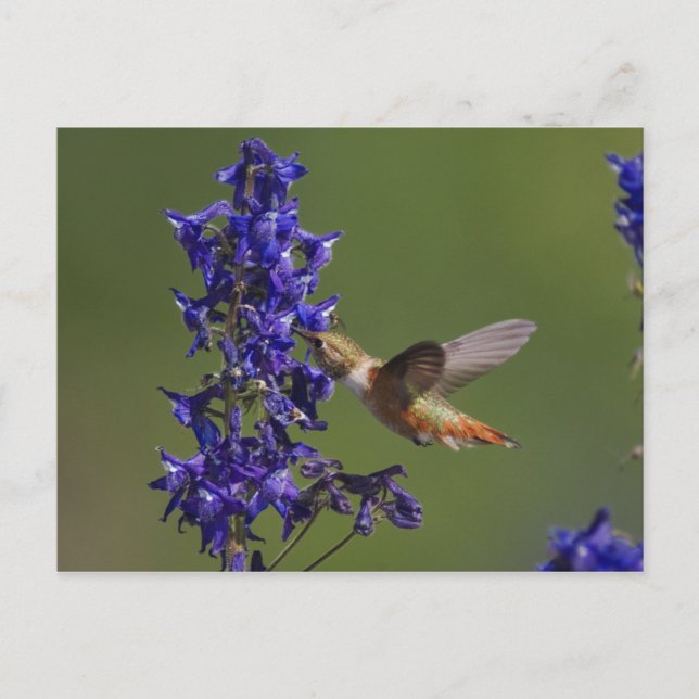 Rufous Hummingbird, Selasphorus rufus, female Postcard (Front)
