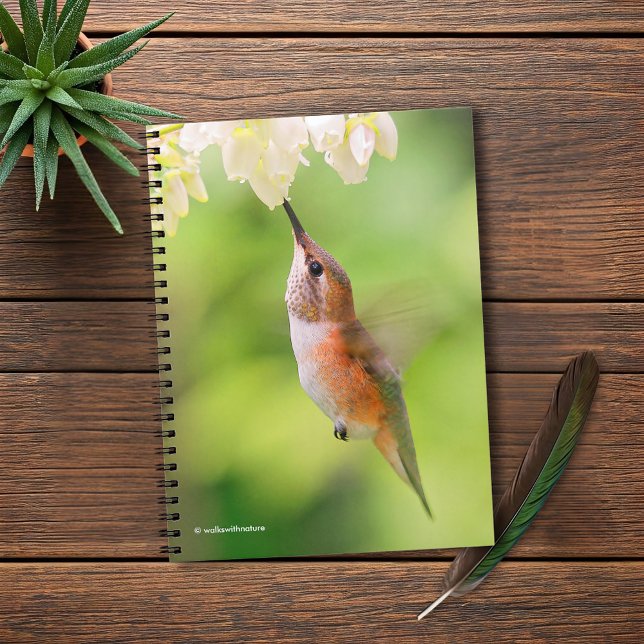 Rufous Hummingbird Sips Blueberry Blossom Nectar Notebook (Rufous Hummingbird Sips Blueberry Flower Nectar Journal Cover Photo)