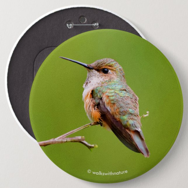 Rufous Hummingbird Sitting in the California Lilac 6 Cm Round Badge (Front & Back)