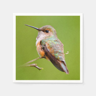 Rufous Hummingbird Sitting in the California Lilac Napkin