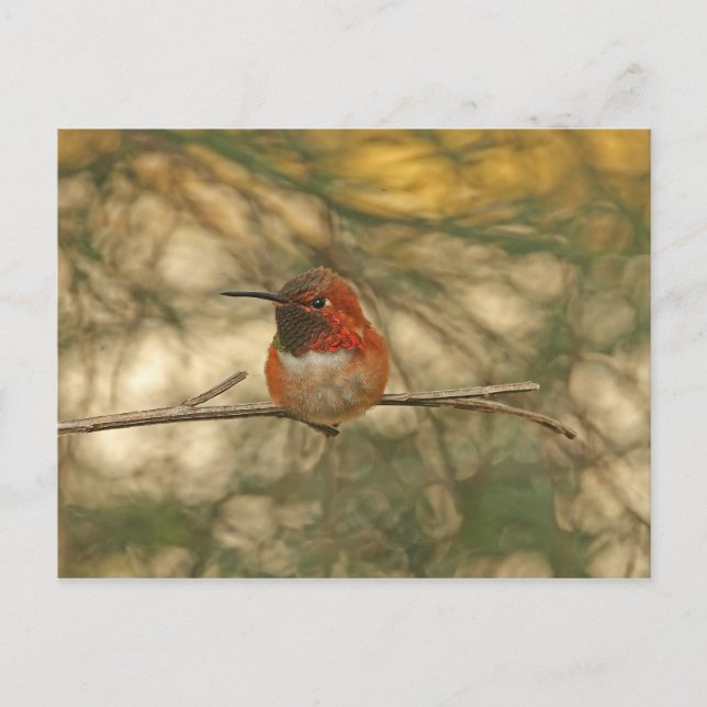 Rufous Hummingbird Sitting Postcard (Front)