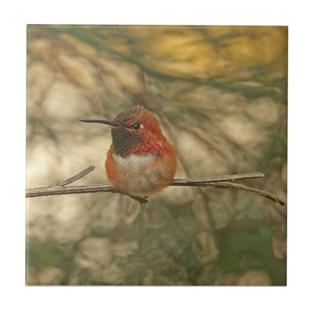 Rufous Hummingbird Sitting Tile (Front)