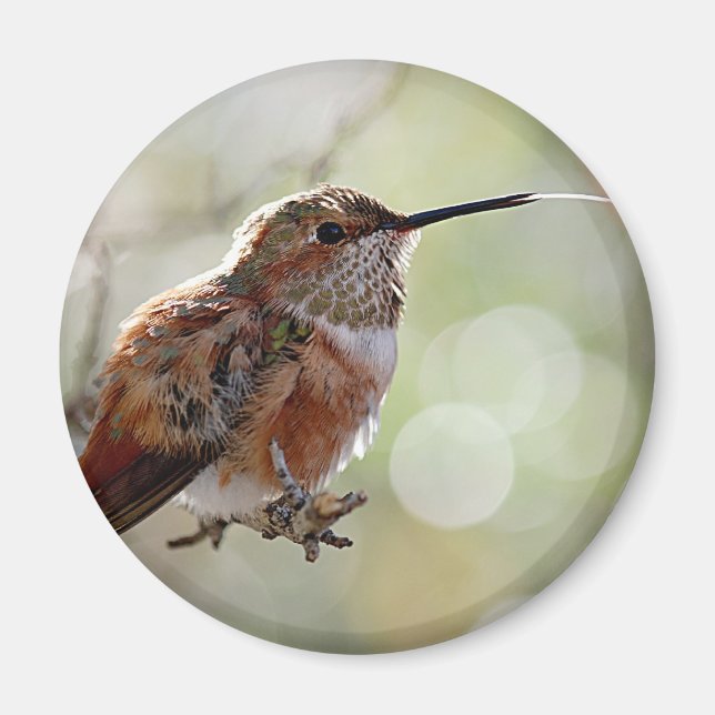 Rufous Hummingbird Tounge Magnet (Front)