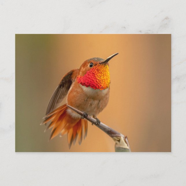 Rufous Hummingbird with Ruffled Feathers Postcard (Front)