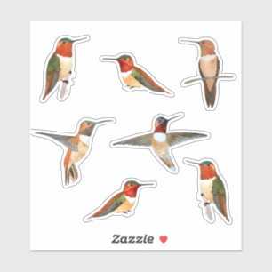 Rufous Hummingbirds