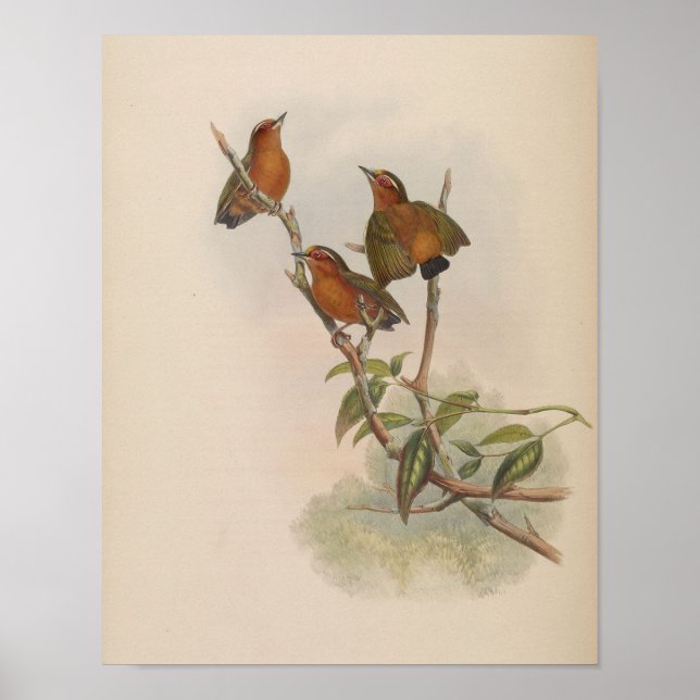 Rufous Piculet by John Gould Print (Front)