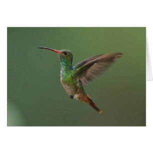 Rufous-tailed Hummingbird