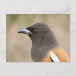 Rufous Treepie Postcard