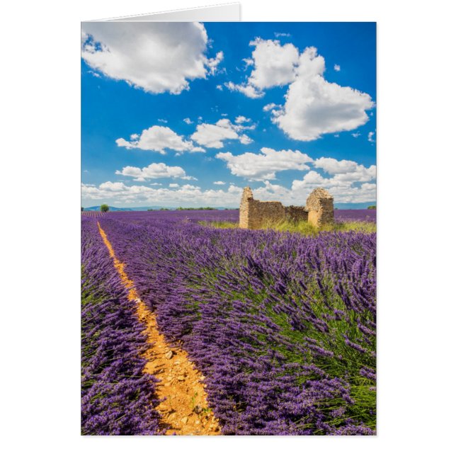 Ruin in Lavender Field, France (Front)