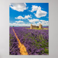Ruin in Lavender Field, France