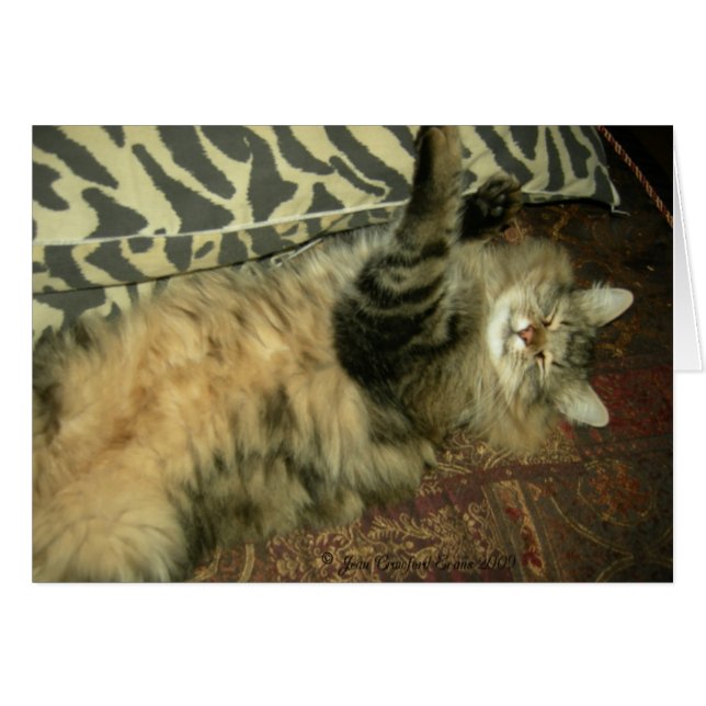 Rum Tum in repose (Front Horizontal)
