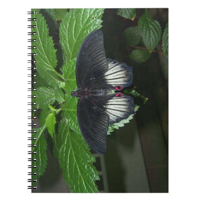 Rumanzovia Swallowtail - Male Spiral Notebook (Front)